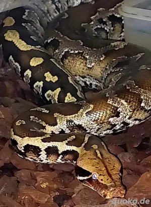 guten Tag, ich biete einen  python 