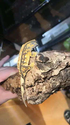 Kronengecko ( correlophus ciliatus) 1.0 (Männchen) tri Color 