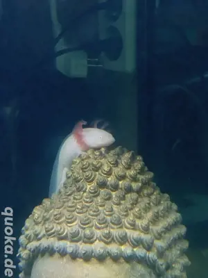 Albino Axolotl Pärchen 