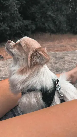 Liebe und Kuschel bedürftige Chihuahuas abzugeben!