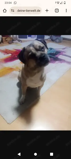 Kleiner Hund mit großem Herz sucht neues Zuhause 