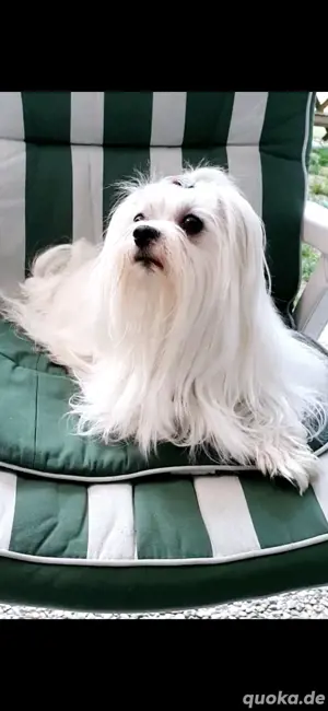 Deckrüde Tüpvoller Malteser Bild 2