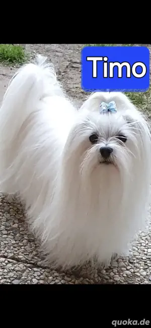 Deckrüde Tüpvoller Malteser Bild 4