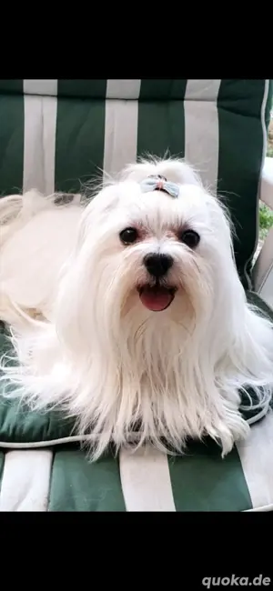 Deckrüde Tüpvoller Malteser Bild 3