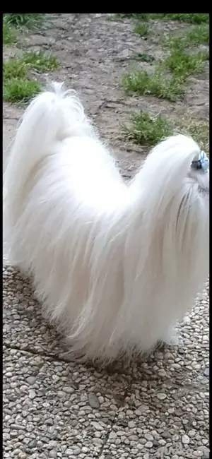 Deckrüde Tüpvoller Malteser Bild 5