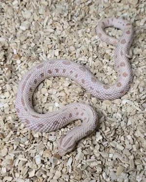 Adulte Heterodon nasicus   Hakennasennatter