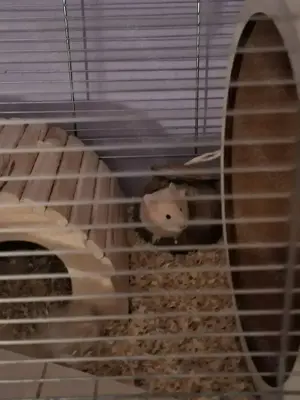 Teddy Hamster abzugeben  mit komplett Zubehör 