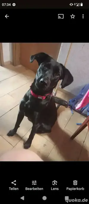Schäferhund,Dogge Labrador mix