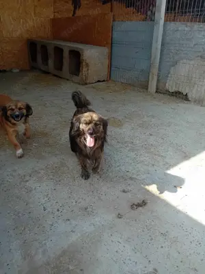 Juky sucht dringend Zuhause Bild 4