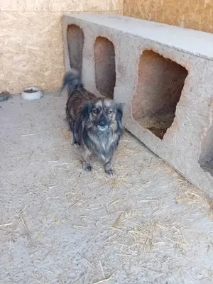 Juky sucht dringend Zuhause Bild 3