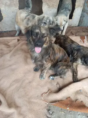 Juky sucht dringend Zuhause Bild 8