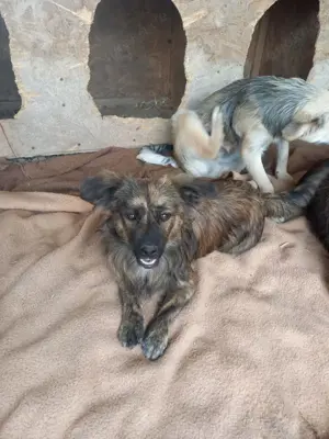 Juky sucht dringend Zuhause Bild 9