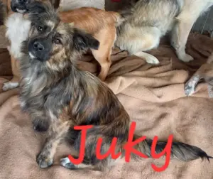 Juky sucht dringend Zuhause Bild 7