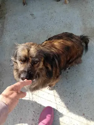 Juky sucht dringend Zuhause Bild 6