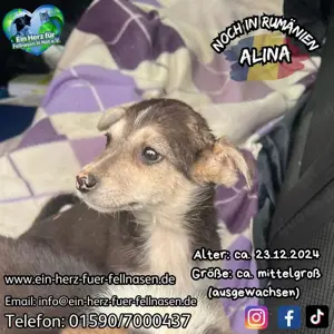 Welpenmädl Alina war schon angefragt, aber dann wollten sie sie doch nicht. Warum ?????