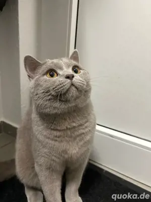 Reinrassiger Deckkater in Lilac Bild 3