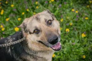 *NANDO*: lieb, aktiv, unternehmungslustig, leinenführig