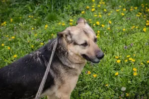 *NANDO*: lieb, aktiv, unternehmungslustig, leinenführig