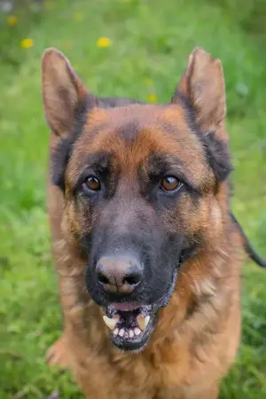 *CLINT* Der Rüde leidet im Tierheim sehr unter Stress