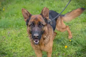 *CLINT* Der Rüde leidet im Tierheim sehr unter Stress