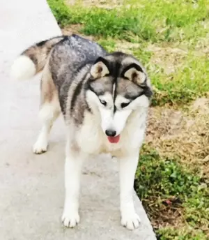 Sibirian Husky Hündin 3J Ausreise nach Adoption bundesweit 