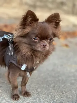Chihuahua Deckrüde