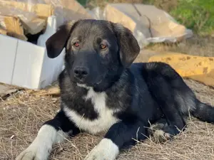 Esko, geb. ca. 09 2024, lebt in GRIECHENLAND, im städt. Tierheim Serres  Bild 7