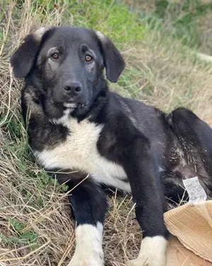 Esko, geb. ca. 09 2024, lebt in GRIECHENLAND, im städt. Tierheim Serres  Bild 3