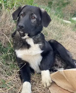 Esko, geb. ca. 09 2024, lebt in GRIECHENLAND, im städt. Tierheim Serres  Bild 5
