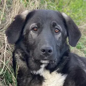 Esko, geb. ca. 09 2024, lebt in GRIECHENLAND, im städt. Tierheim Serres 