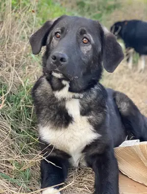 Esko, geb. ca. 09 2024, lebt in GRIECHENLAND, im städt. Tierheim Serres  Bild 9