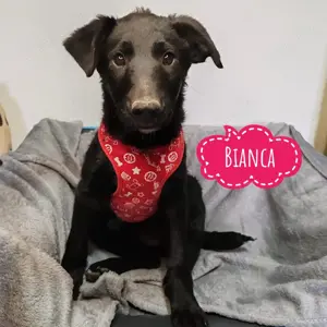 Bianca, zuckersüße Labrador Mix Hündin
