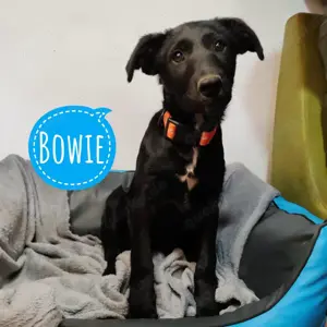 Bowie, hinreißender Welpe, Labrador Mix