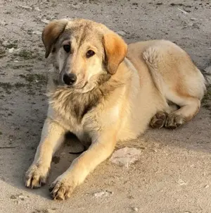 Hanno, geb. ca. 09 2024,lebt in GRIECHENLAND, im städt. Tierheim Serres Bild 8