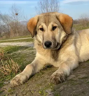 Hanno, geb. ca. 09 2024,lebt in GRIECHENLAND, im städt. Tierheim Serres Bild 6