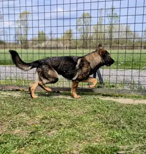 Schäferhund Mix Hündin 1j 22kg Katzenlieb Kinderlieb bundesweite Ausreise nach Adoption