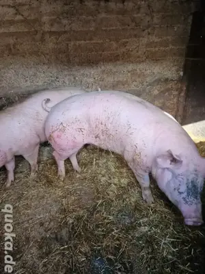 verkaufe landschweine