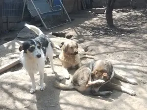 JACK - Traumzuhause gesucht (wartet in Rumänien) Bild 7