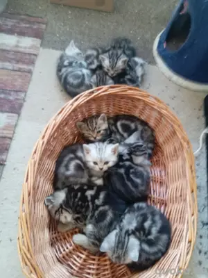 BKH Kitten 