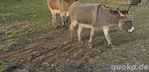 Esel Pärchen  verhandelbar