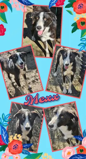 superlieber, verschmuster und menschenbezogener Rüde "Mexx" sucht dringend ein schönes Zuhause