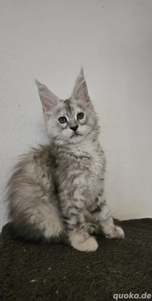 Junge Maine Coon mädels 