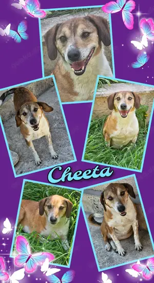 sehr menschenbezogene, sanfte und tolle Hündin "Cheeta" sucht ein Zuhause - auch Katzenverträglich !