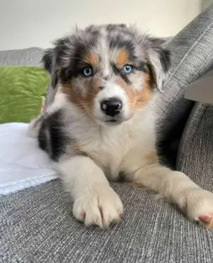 Zuckersüßen Australian Shepherd Welpen!!