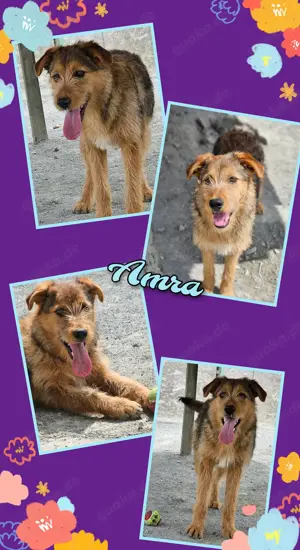 hübsche, sehr offene, menschenbezogene Hündin "Amra" sucht ein liebevolles Zuhause 
