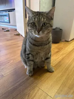 BKH Mischlingskätzchen abzugeben