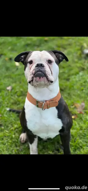 OEB XL bully (Deckrüde)