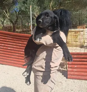 Junger Mischlingsrüde Misha sucht Zuhause Bild 7