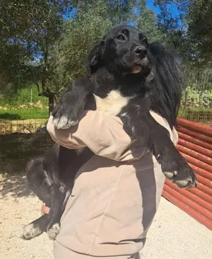 Junger Mischlingsrüde Misha sucht Zuhause Bild 6