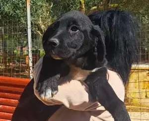 Junger Mischlingsrüde Misha sucht Zuhause Bild 5